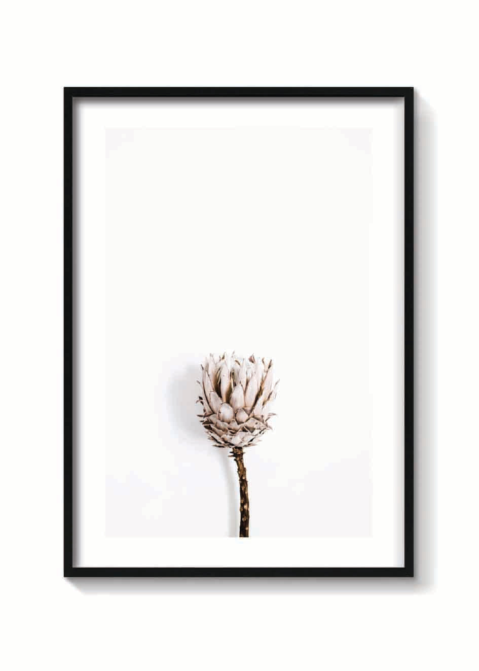 DRIED PROTEA