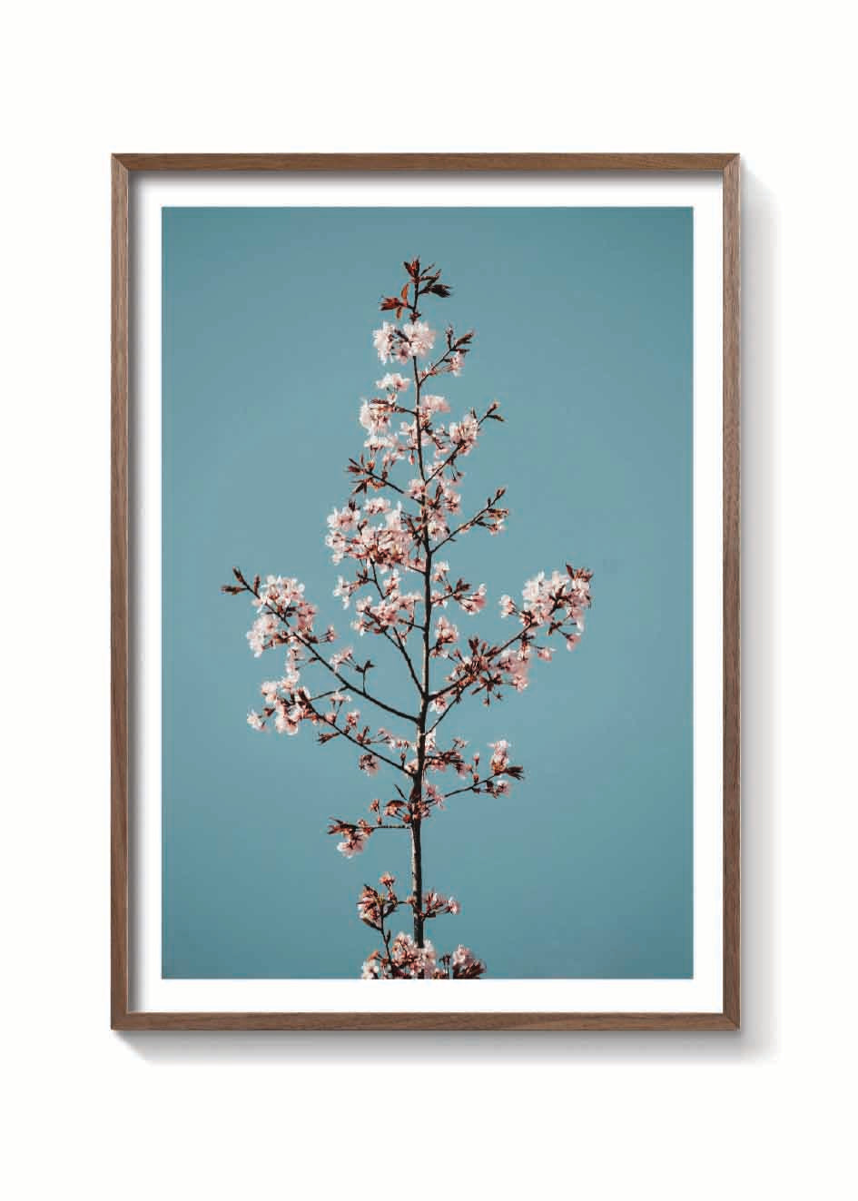 TALLO DE SAKURA
