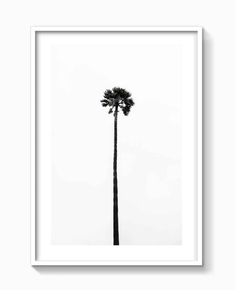 THE LAST PALM