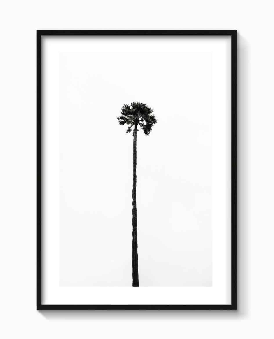 THE LAST PALM