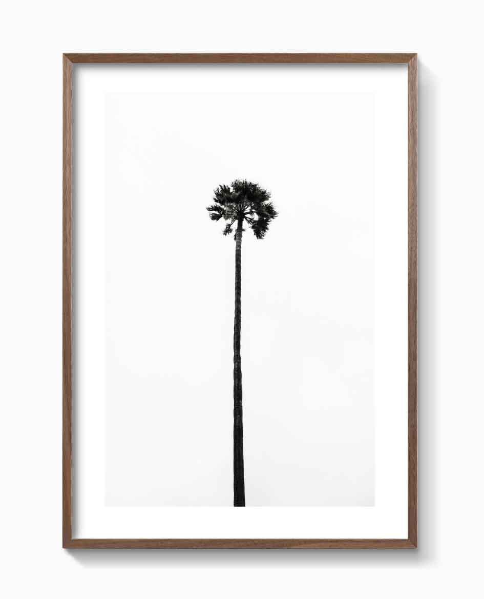 THE LAST PALM